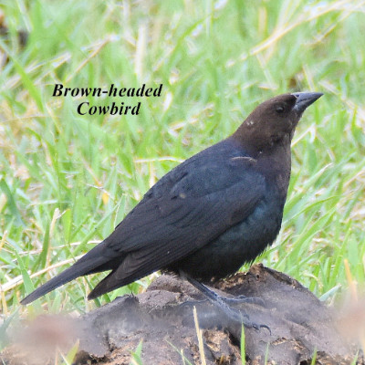 Brown-headed Cowbird